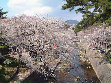 夙川のサクラ